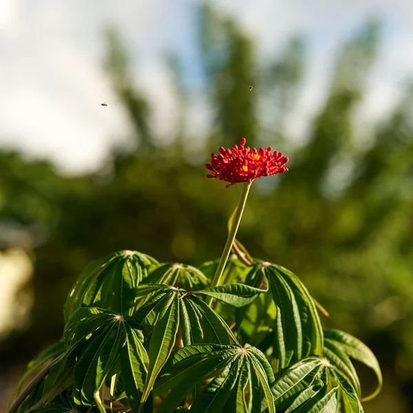 Close Pequeno Arbusto Vermelho Jatropha Flor Sob Luz Sol Com — Fotografia de Stock