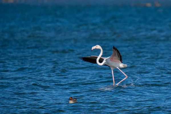 Greater Flamingo Phoenicopterus Roseus Spread Wings Standing Water Redhead Aythya — Stock Photo, Image