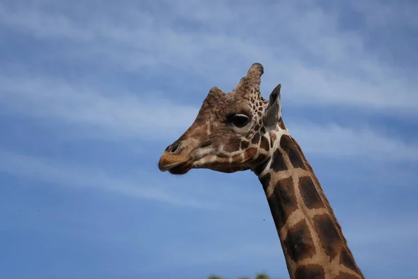 Primo Piano Una Testa Una Giraffa Del Nord Profilo Laterale — Foto Stock