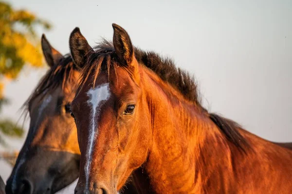 Detailní Záběr Dvou Koní Criollo Farmě Během Západu Slunce — Stock fotografie