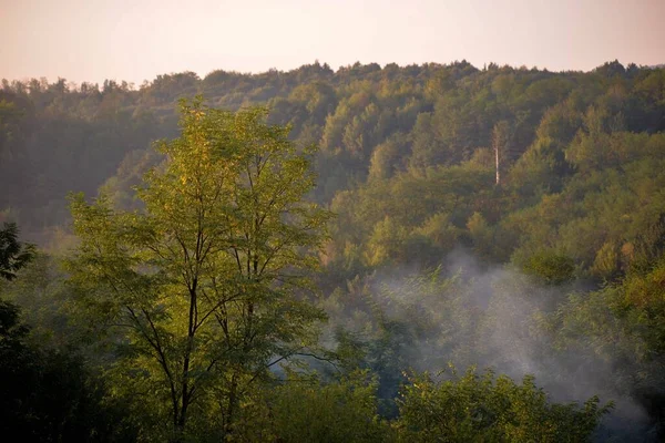 View Green Forest Clear Cloudless Sky — Stock Photo, Image