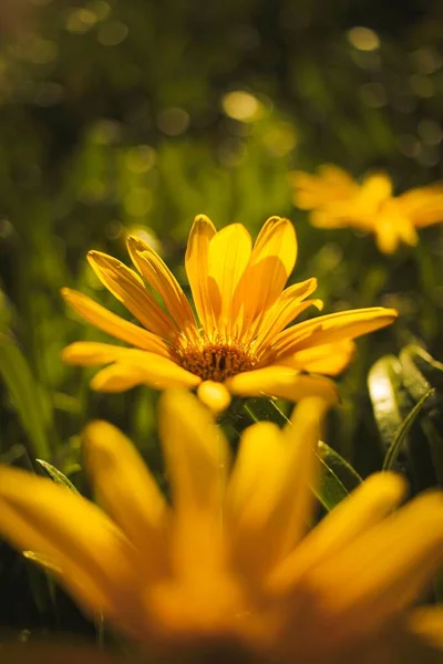 草地上一朵黄色蒲公英的特写镜头 — 图库照片