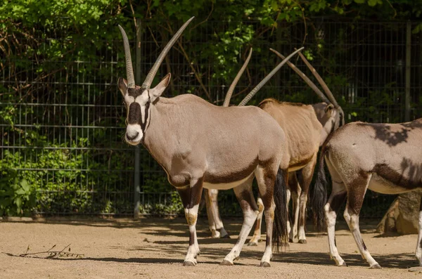 Brilhante Dia Verão Livre Com Belos Antelopes Sable Andando Rodeado — Fotografia de Stock