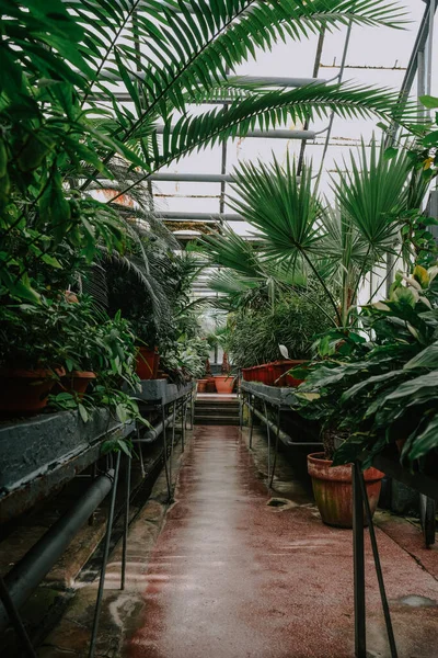Eine Vertikale Aufnahme Des Innenraums Des Botanischen Gartens Von Iasi — Stockfoto