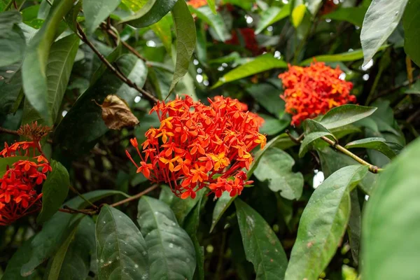 Ένα Κοντινό Πλάνο Πορτοκαλί Λουλούδια Ashoka Saraca Asoca — Φωτογραφία Αρχείου