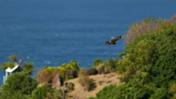 Jestřáb Otevřenými Křídly Vznášející Vzduchu Nad Ostrovem Modrém Mořském Pozadí — Stock fotografie