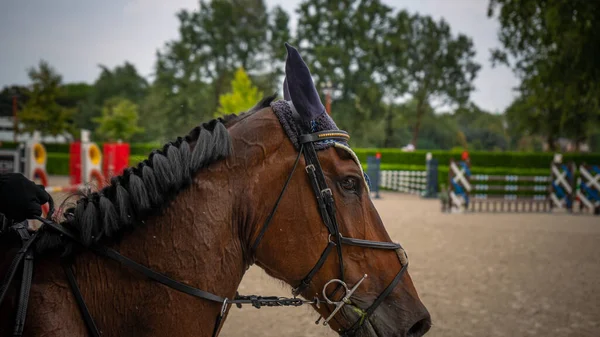 公園で美しい茶色の馬のクローズアップショット — ストック写真