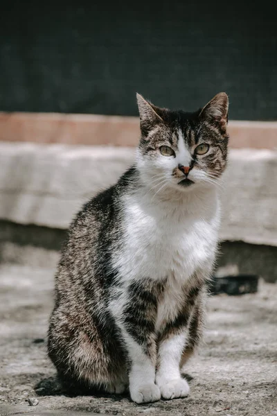 背景がぼやけている白と茶色の猫の垂直ショット — ストック写真