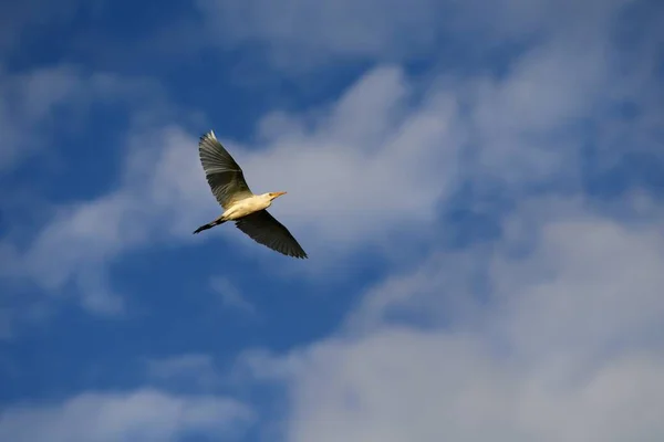 Ángulo Bajo Águila Volando Bajo Cielo Azul Nublado — Foto de Stock