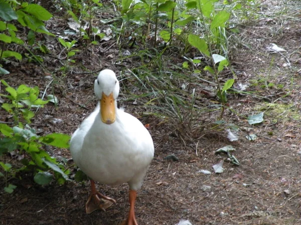 Gros Plan Canard Blanc — Photo