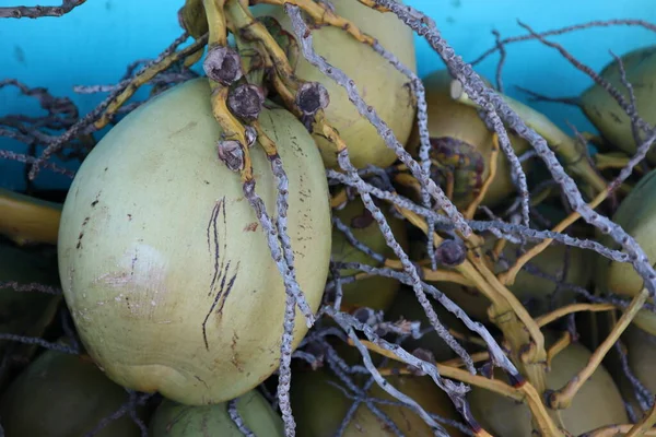 Eine Nahaufnahme Von Kokosnüssen Auf Dem Bauernmarkt Kona Hawaii — Stockfoto