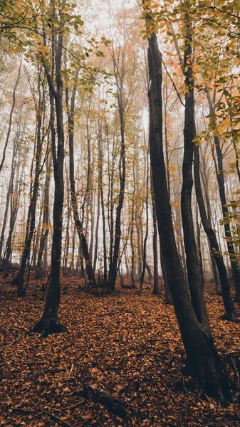 Colpo Verticale Una Foresta Con Alberi Alti Sottili Una Giornata — Foto Stock