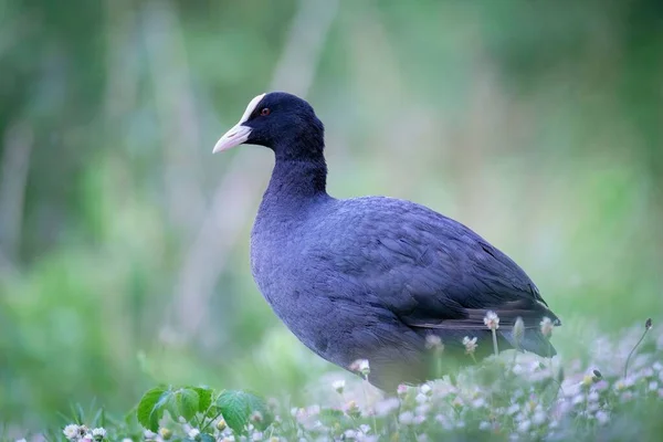 Pied Noir Marchant Cherchant Nourriture Dans Prairie — Photo