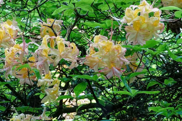 Цвета Счастливой Азалии Куст Полном Расцвете Середине Лета — стоковое фото