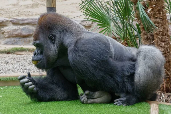 Gros Plan Gorille Noir Reposant Sur Une Pelouse Verte Dans — Photo