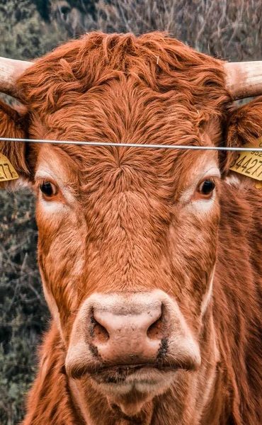 A brown cow inside the fence while looking at the camera