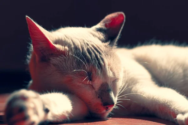 Sebuah Gambar Close Dari Kucing Tidur Dengan Latar Belakang Kabur — Stok Foto