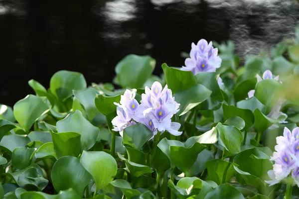 Gros Plan Des Plantes Jacinthe Eau Flottant Surface Eau Plein — Photo