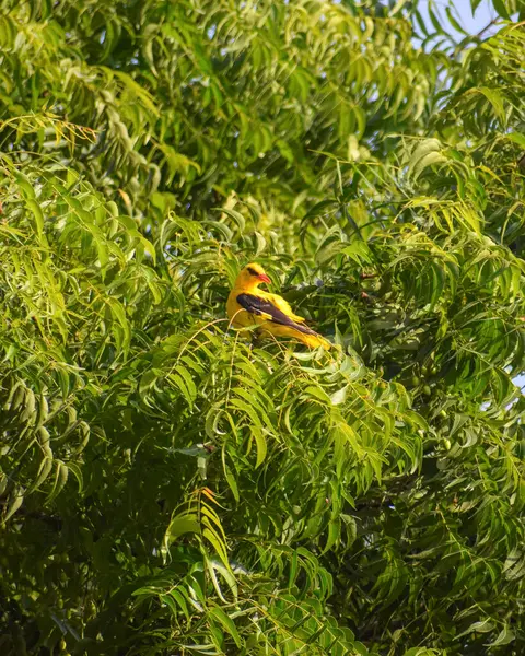 Селективный Снимок Желтой Птицы Сидящей Ветке Дерева — стоковое фото