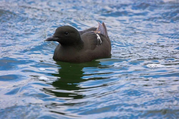 Красивый Снимок Черного Гильмота Озере — стоковое фото
