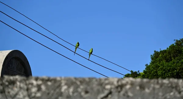 Nízký Úhel Záběru Dvou Růžových Papoušků Usazených Elektrickém Drátu Proti — Stock fotografie