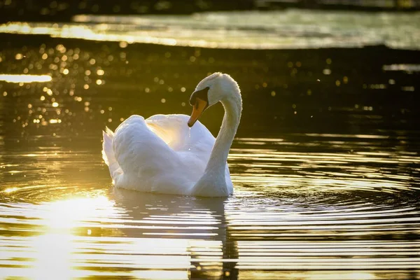 Cygne Flottant Sur Lac Coucher Soleil — Photo