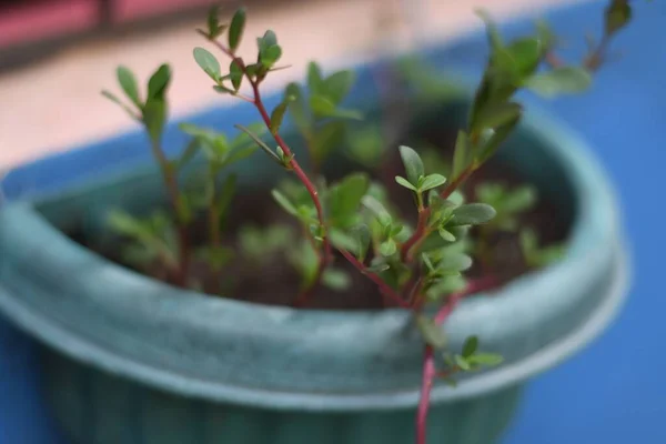 Een Close Shot Van Een Gemeenschappelijke Postelein Een Pot — Stockfoto