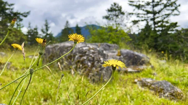 Une Floraison Fleurs Jaunes Dans Whyte Lake Park Sur Fond — Photo