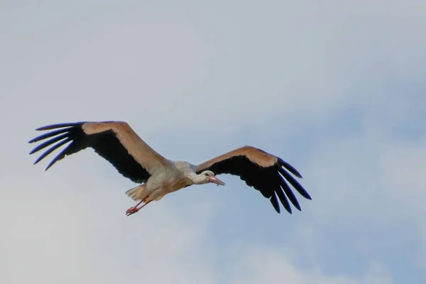Closeup White Stork Flying Its Wings Wide Open Blue Sky — Stock Photo, Image