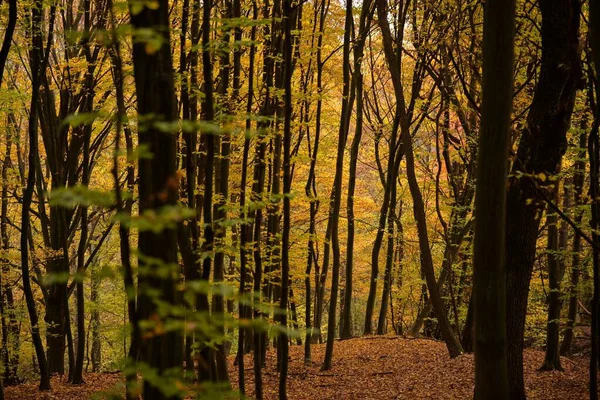 Високі Стовбури Дерев Барвистим Осіннім Листям Лісі — стокове фото