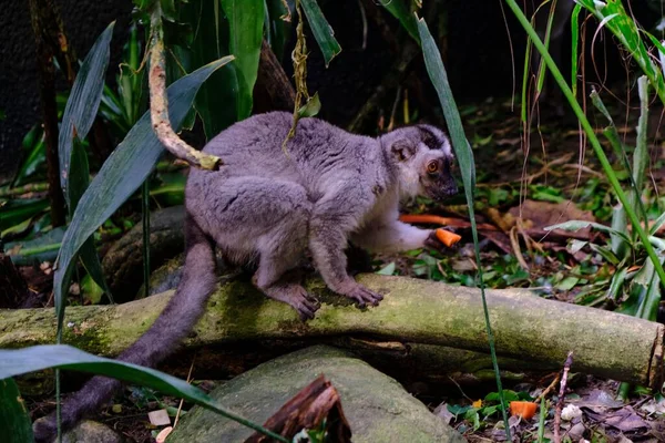 Uroczy Lemur Stojący Gałęzi Jedzeniem Dłoni — Zdjęcie stockowe