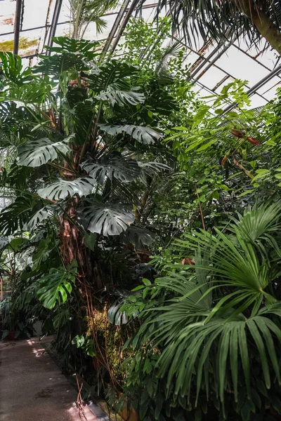 ルーマニア ヤシの植物園の植物の垂直ショット — ストック写真
