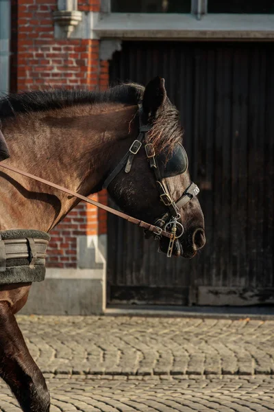 Een Verticaal Schot Van Een Paardenhoofd Straten Van Brugge België — Stockfoto