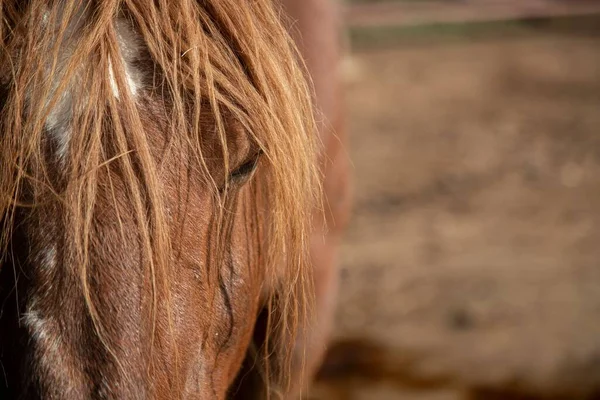 Nahaufnahme Des Gesichts Eines Braunen Pferdes — Stockfoto