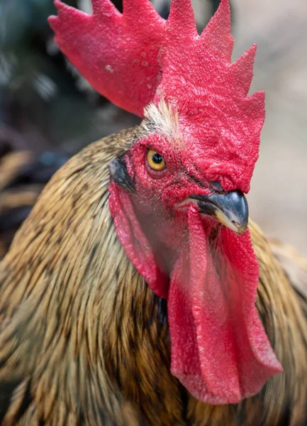 腹を立てる雄鶏の縦の肖像画 — ストック写真
