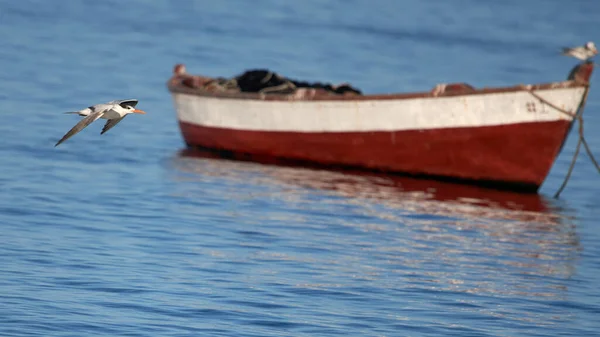 Eine Königsseeschwalbe Fliegt Neben Einem Fischerboot Über Das Blaue Klare — Stockfoto