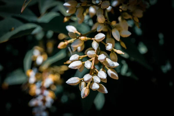 Нандіна Доместіка Ізольована Небесний Бамбук Небесний Бамбуковий Потік Квітів — стокове фото