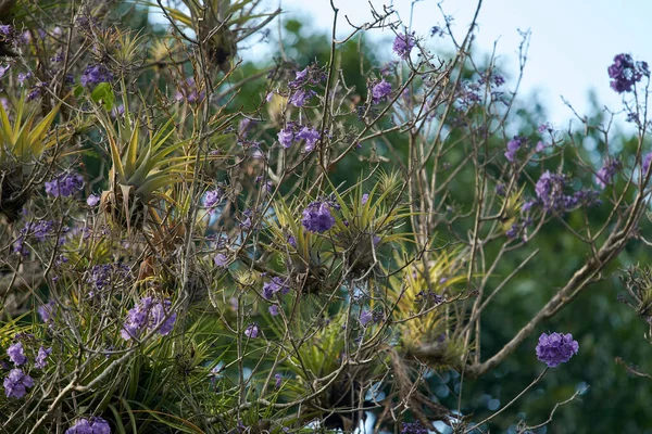 Eine Nahaufnahme Von Büschen Und Wildblumen Einem Park — Stockfoto