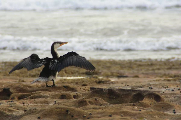 Kormoranvogel Sonnt Sich Mit Offenen Flügeln Auf Sandsteinfelsen Richtung Wasser — Stockfoto