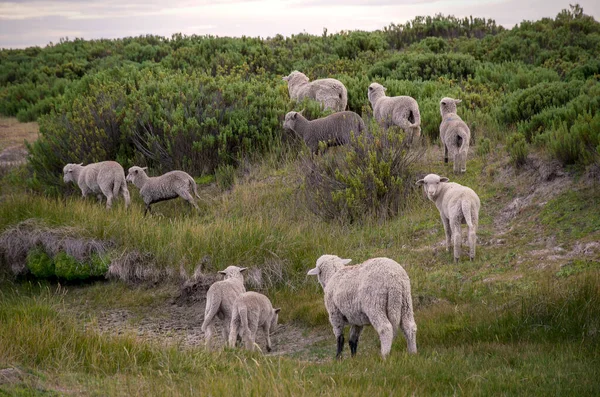 日中は緑の牧草地に羊が群がっている — ストック写真