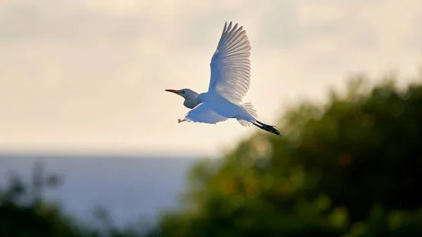 一只白色的大白鹭在多云的天空背景上飞翔 — 图库照片