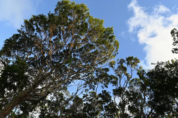 Tiro Baixo Ângulo Árvores Floresta — Fotografia de Stock