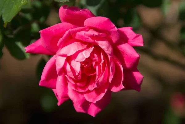 Ένα Κοντινό Πλάνο Ενός Τριαντάφυλλου Θολό Φόντο — Φωτογραφία Αρχείου