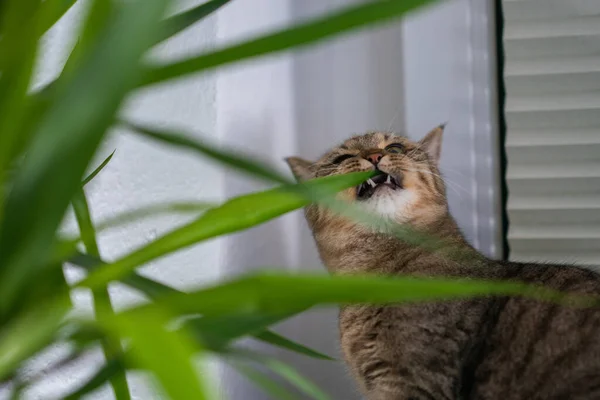 A cute, brown tabby cat eating green plant leaves