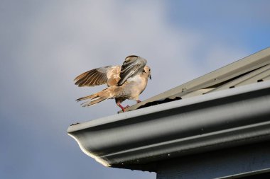 Avrasyalı bir güvercinin mavi bulutlu bir gökyüzüne karşı çatıdan havalanırken düşük açılı görüntüsü.