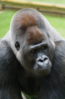 Güneşli bir günde Fransa 'nın Saint Martin la Plaine kentindeki Zooloji Parkı' nda yeşil çimlerde oturan siyah gorilin yakın çekimi