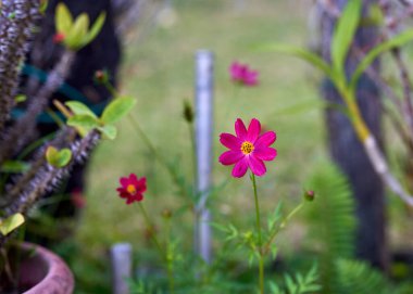 Bulanık bir arka planda güzel pembe bir çiçek