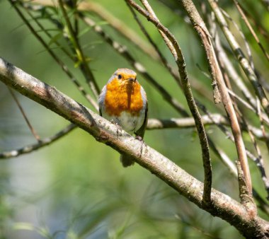 Bir dalda sarı bir bülbül resmi.