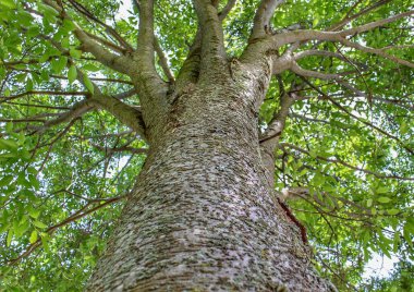 Gövdeden büyük bir dallı ağaç.