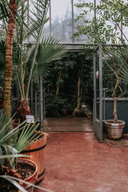 Romanya 'nın Iasi kentindeki Botanik Bahçesi' nin iç kısmının dikey çekimi.